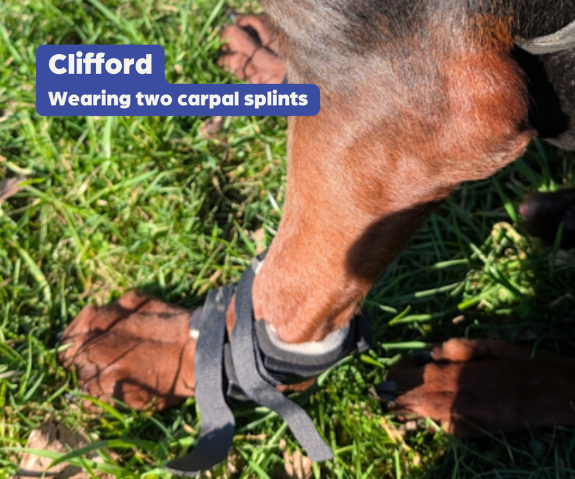 *NEW* Carpal Dog Splint by Zoomadog - Ideal for Carpal Damage, Weakness & Injuries (firm)