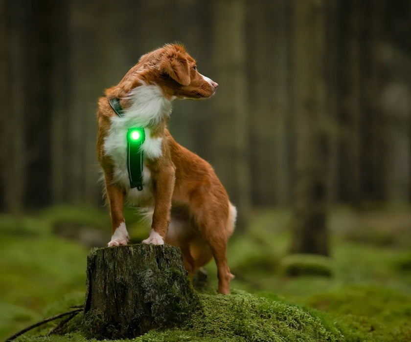 Orbiloc Dog Dual Safety Dog Light - Waterproof LED Light Visible Up to 5km for Collars, Harnesses and Leads