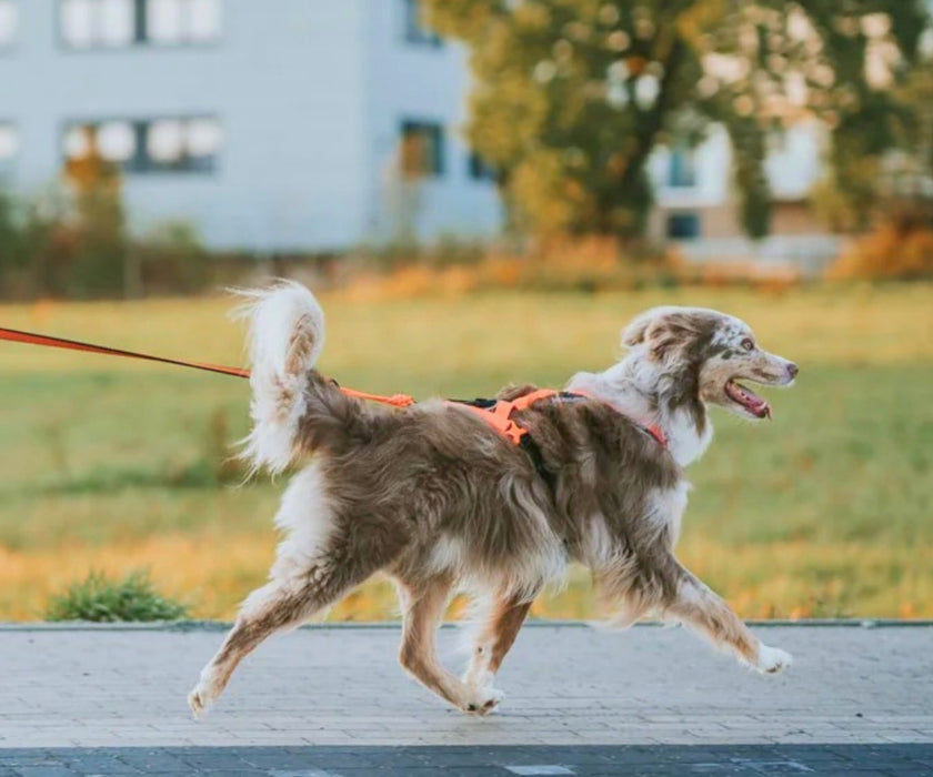 Non-Stop Dogwear Rush Dog Harness - Lightweight Support & Freedom of Movement for Your Dog