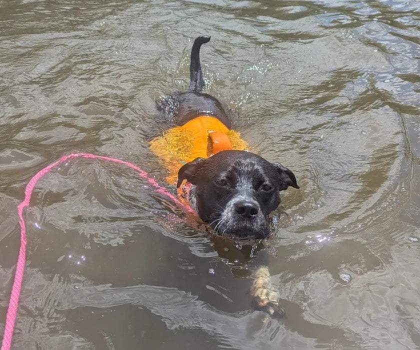 Ruffwear Float Coat Life Jacket for Dogs - Premium Buoyancy Aid for Safe Swimming & Water Adventures
