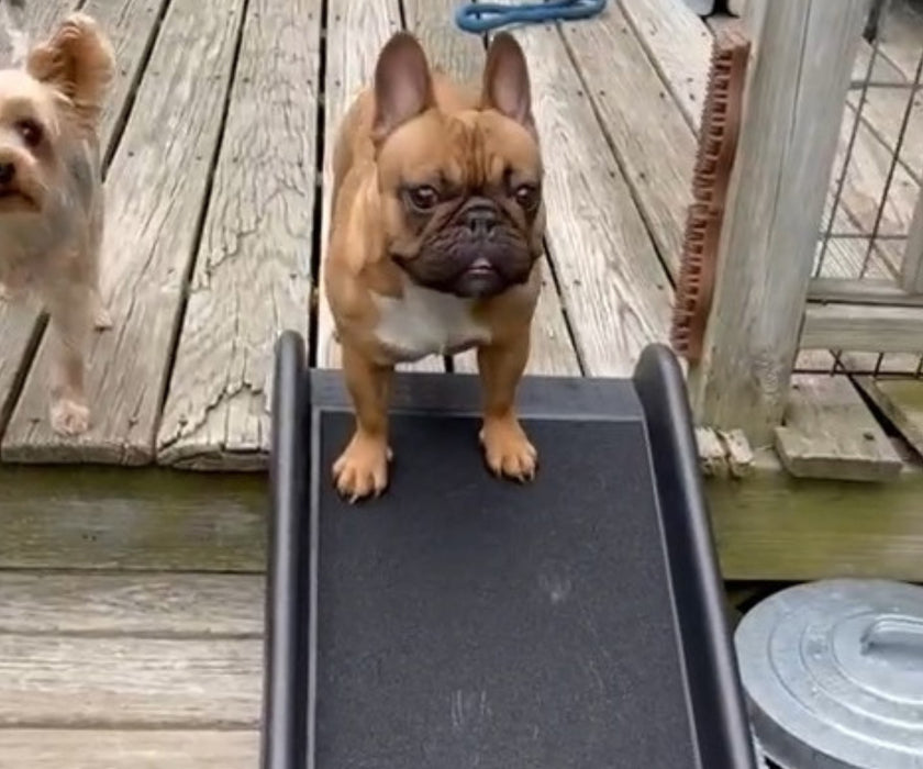 Zoomadog Foldable Non-Slip Dog Ramp - Portable Access Ramp for Dogs up to 68kg (156cm Long × 41cm  Wide, black)