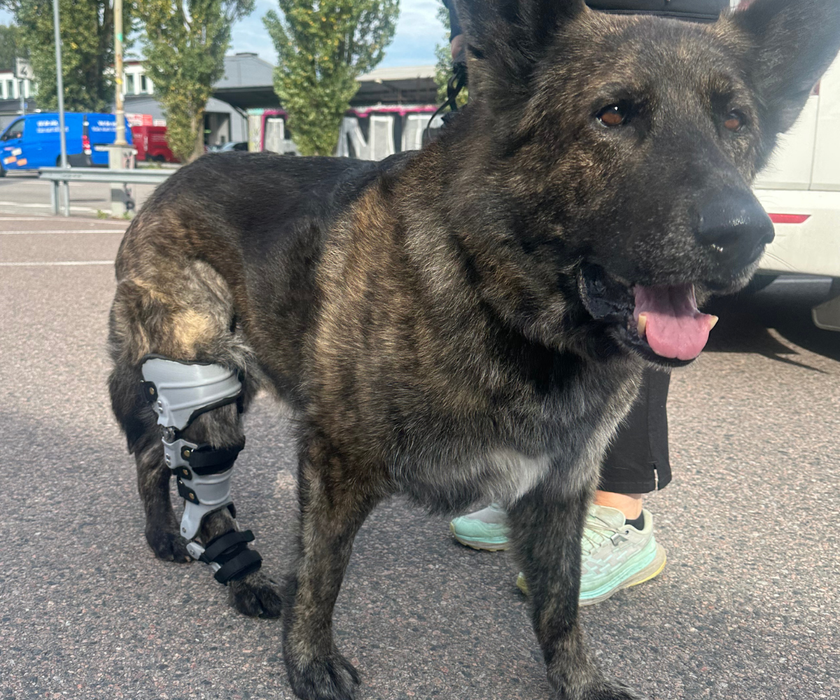 Scandi Orthopedic Custom Dog Cruciate Knee Brace - Grade 4 Fully Customised