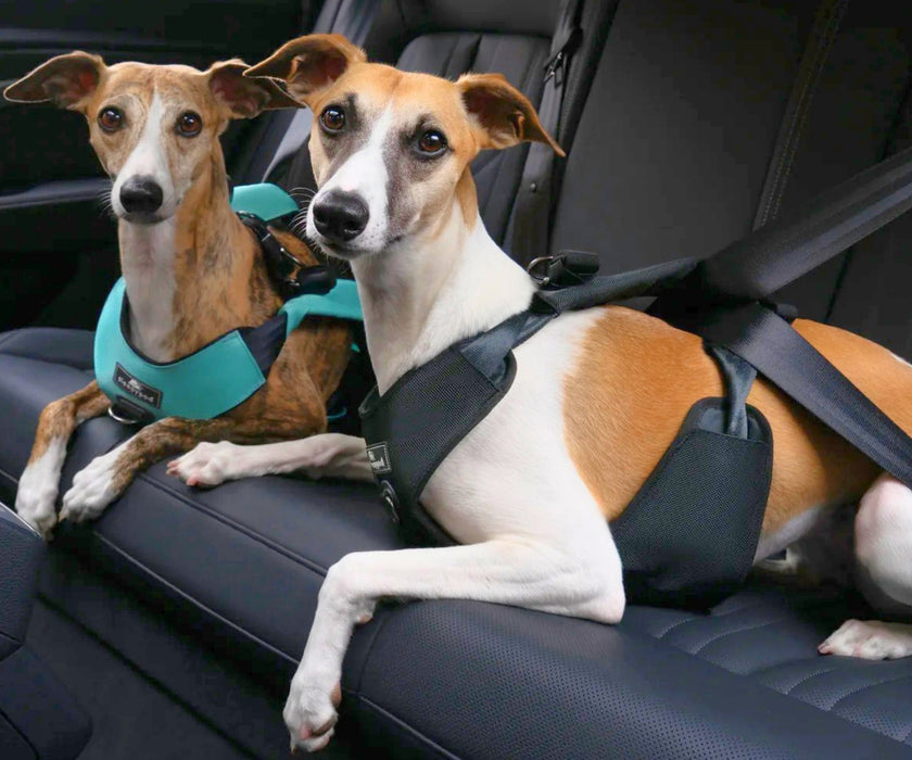Sleepypod ClickIt Range Dog Car Safety Harness - Easy Lifting & Secure Travel for Your Dog