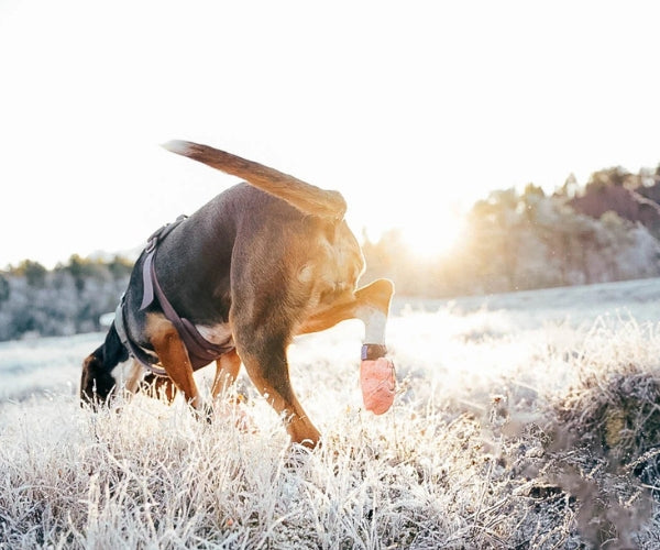 Non-Stop Dogwear Protector Light Dog Socks - Durable Paw Protection Socks With Anti-Cut Material (four socks)