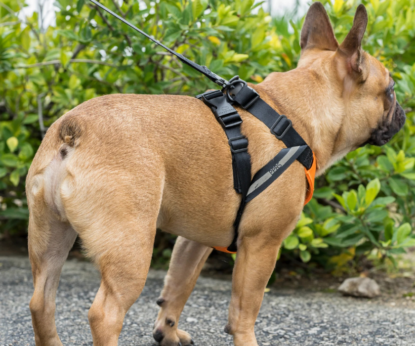 Sleepypod ClickIt Sport Plus Safety Dog Harness  - Keep Your Dog Safe In and Out Of The Car
