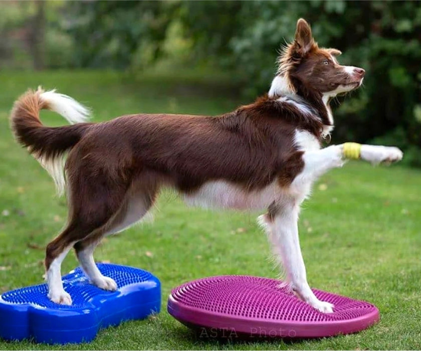 FitPaws Balance Disc 14", 18" or 22" - Blue or Razzleberry