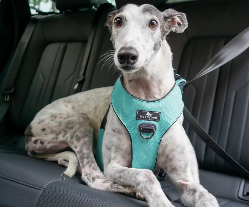 Sleepypod ClickIt Range Dog Car Safety Harness - Easy Lifting & Secure Travel for Your Dog