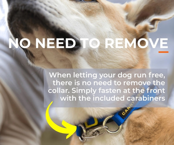 Canny Collar No Pull Dog Headcollar - Helps Train Your Dog to Stop Pulling for Stress-Free Walks (black)