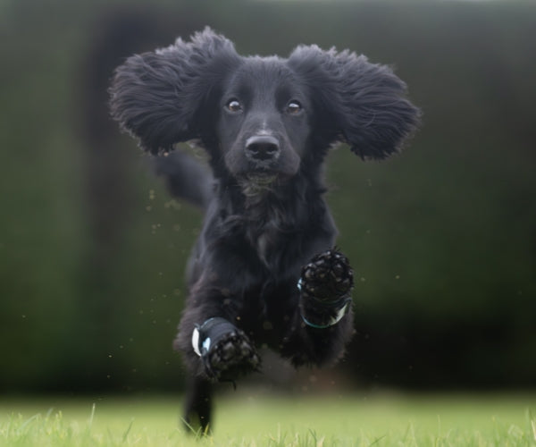 Pawtector Carpiflex Sports Wrap for Dogs - Provides Gentle Compression & Joint Stability