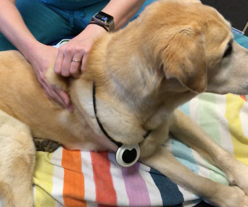 Assisi LOOP - Reduces Your Dog's Pain and Inflammation with Targeted Pulsed Electromagnetic Field Therapy (tPEMF)