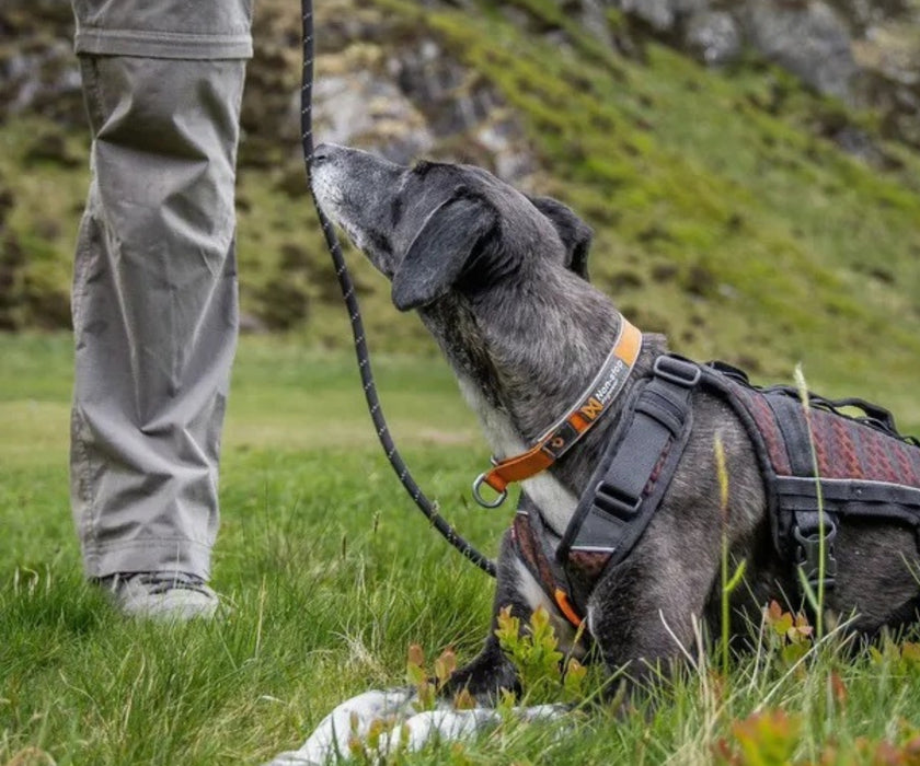 Non-Stop Dogwear Rock Adjustable Dog Lead - Versatile Hands-Free Lead for Comfortable Walks