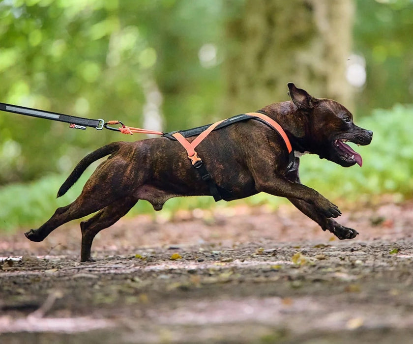 Non-Stop Dogwear Rush Dog Harness - Lightweight Support & Freedom of Movement for Your Dog