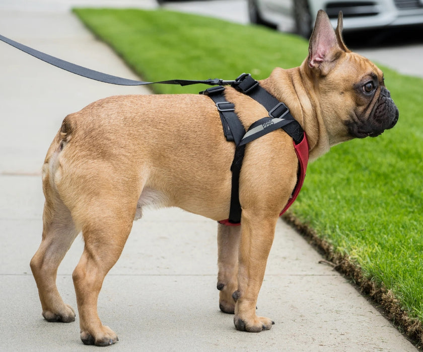 Sleepypod ClickIt Sport Plus Safety Dog Harness  - Keep Your Dog Safe In and Out Of The Car