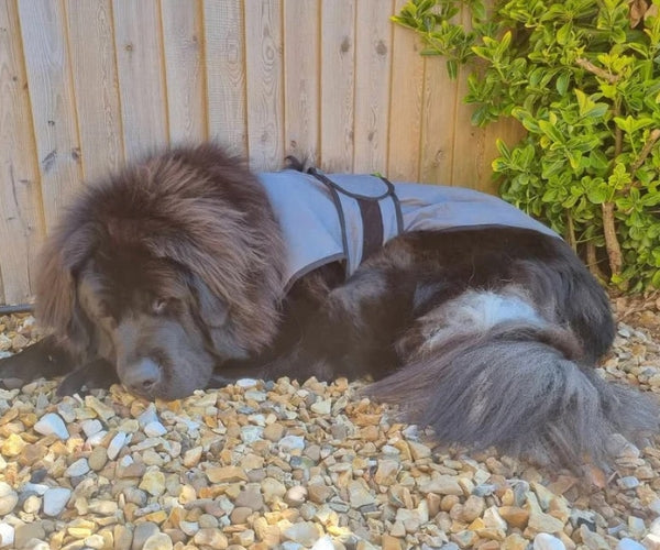 Paw Daw of London Luxury Cooling Coat for Dogs - Targeted Cooling & Sun Protection For Hot Weather
