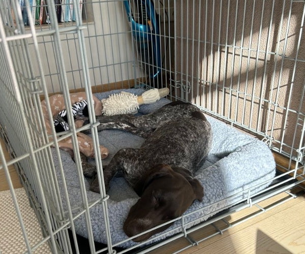 Dog Cage - Excellent for Crate Rest, Recovery, Sleeping and Travelling in the Car. Two Dogs.