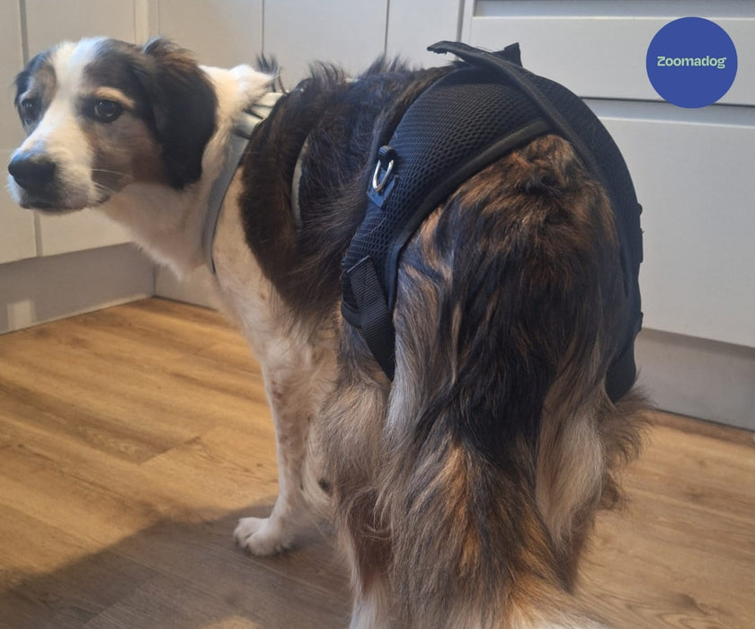 Zoomadog Happy Hips Dog Brace - Excellent for Hip Dysplasia & Hip Weakness