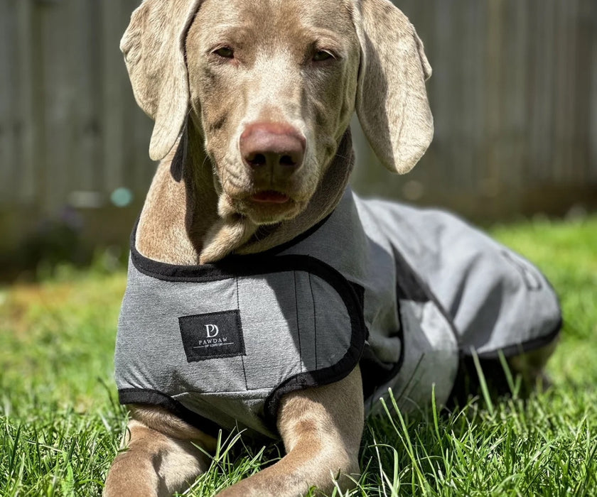Paw Daw of London Luxury Cooling Dog Coat - Targeted Cooling & Sun Protection For Hot Weather