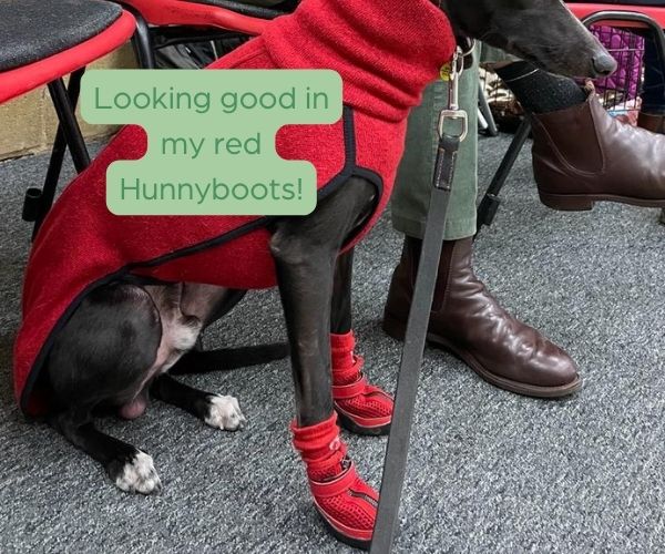 Hunnyboots - Set of Two Greyhound Boots V4 (a pair)
