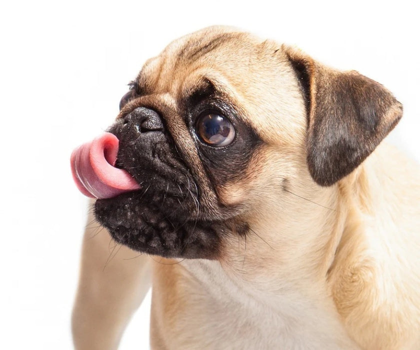 Wild Dog Co. Dog Nose Balm - Unscented & Ultra-Nourishing Balm for Dry Crusty Noses 60ml
