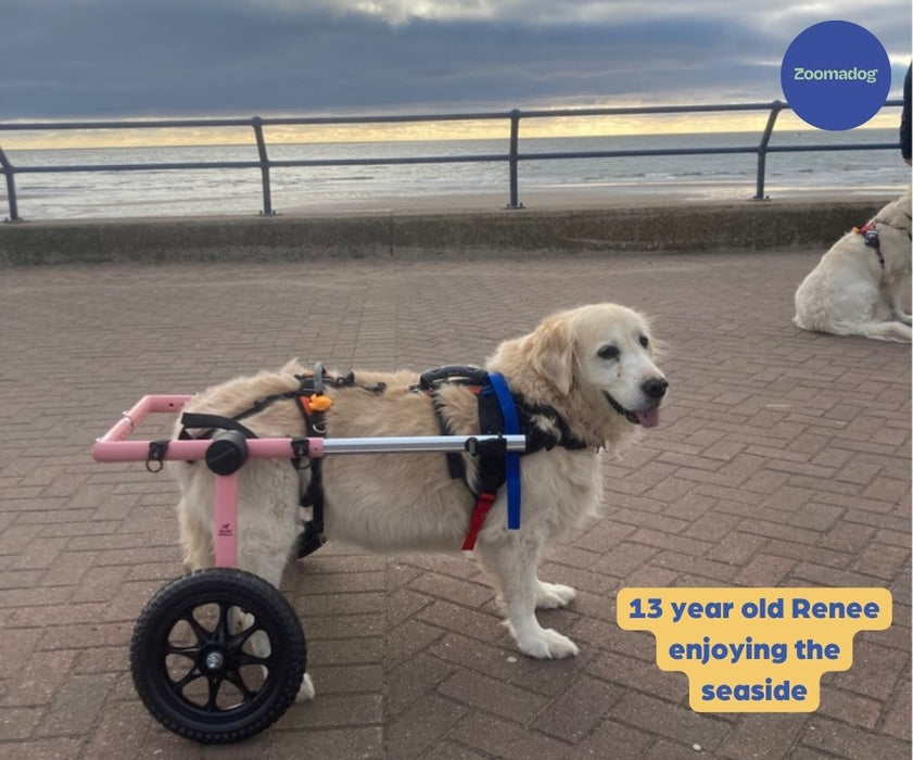 Labrador & Golden Retriever Dog Wheelchair UK