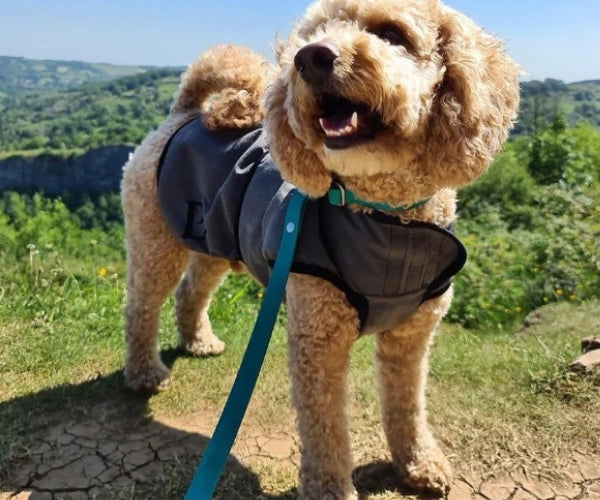 Paw Daw of London Luxury Cooling Coat for Dogs - Targeted Cooling & Sun Protection For Hot Weather