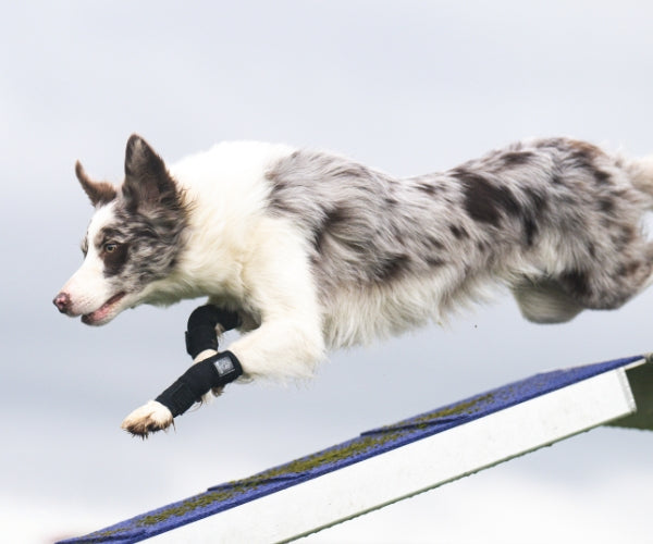 Pawtector Carpiflex Sports Wrap for Dogs - Provides Gentle Compression & Joint Stability