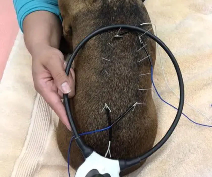 Assisi LOOP - Reduces Your Dog's Pain and Inflammation with Targeted Pulsed Electromagnetic Field Therapy (tPEMF)