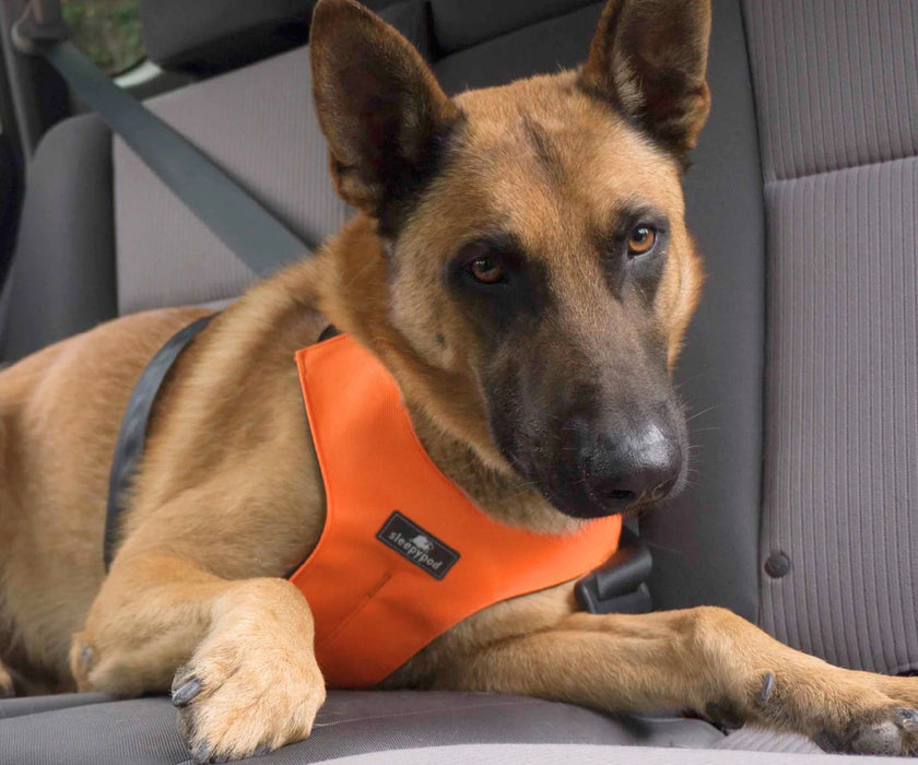 Sleepypod ClickIt Sport Plus Safety Dog Harness  - Keep Your Dog Safe In and Out Of The Car