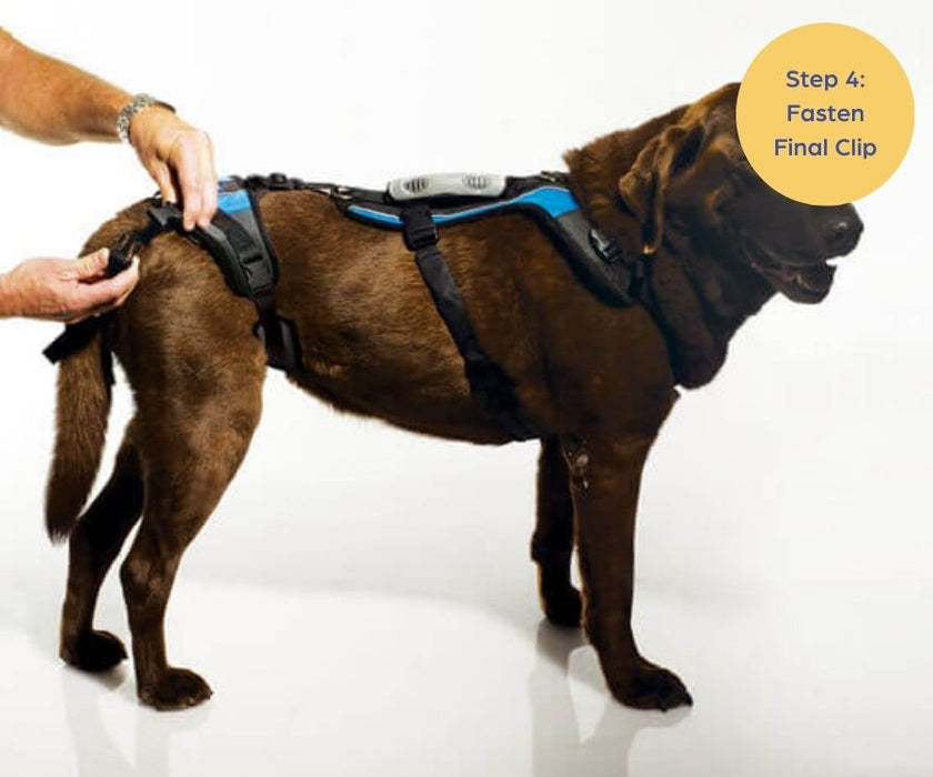 Help Em Up Dog Harness - U-Band Design (for male dogs whose penis is located further back)