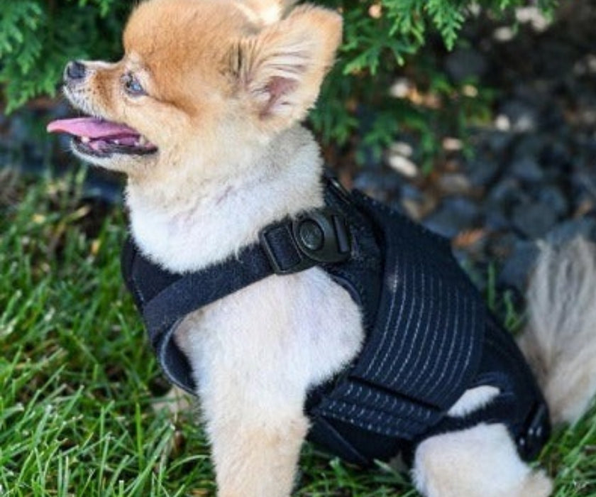 L'il Back Bracer Heated Back Brace for Dogs - Therapeutic Heat for Back Muscles & Joints