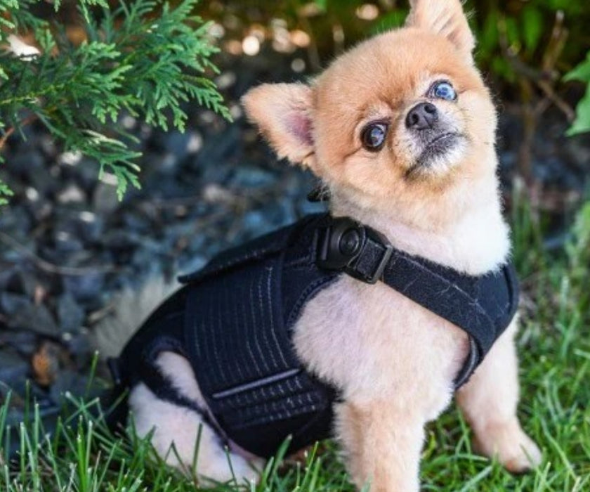 L'il Back Bracer Heated Back Brace for Dogs - Therapeutic Heat for Back Muscles & Joints