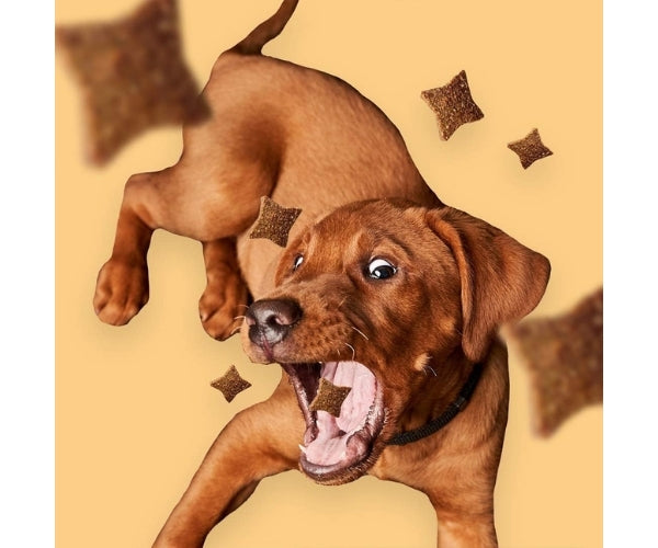 Pooch & Mutt Probiotic Treats for Dogs - Soothes Itchy Skin & Aids Glossy Coat 120g