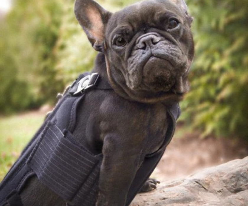 L'il Back Bracer Heated Back Brace for Dogs - Therapeutic Heat for Back Muscles & Joints