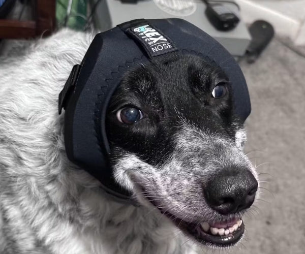 Rex Specs Ear Pro for Dogs Great for Fireworks, Storms and Loud