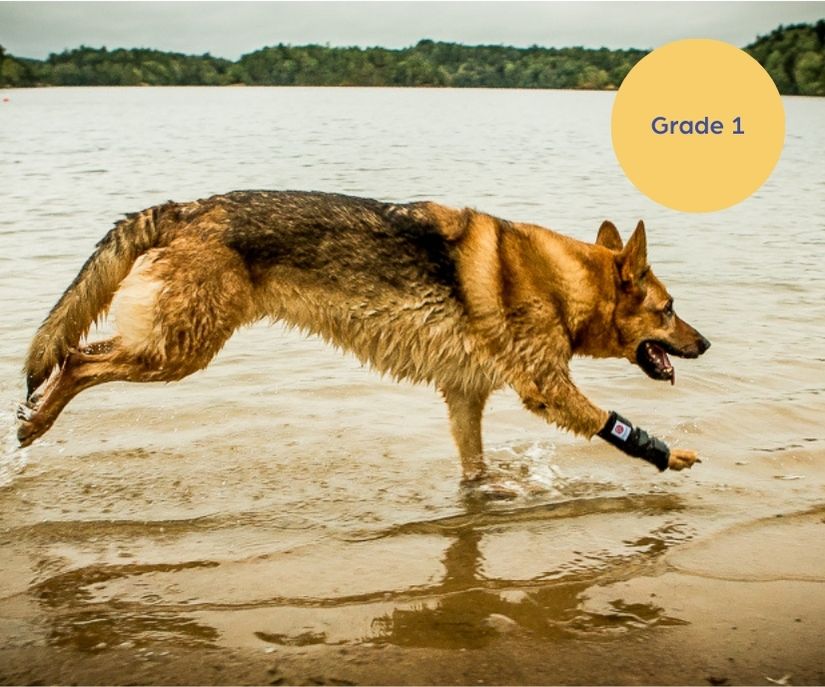 Scandi Orthopedic Dog Carpal Front Wrap - Grade 1 (light)