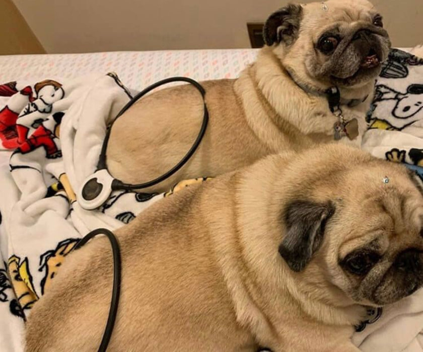 Assisi LOOP - Reduces Your Dog's Pain and Inflammation with Targeted Pulsed Electromagnetic Field Therapy (tPEMF)