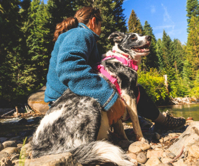 Ruffwear Front Range Dog Harness - Great Padded Everyday Harness With D-Ring