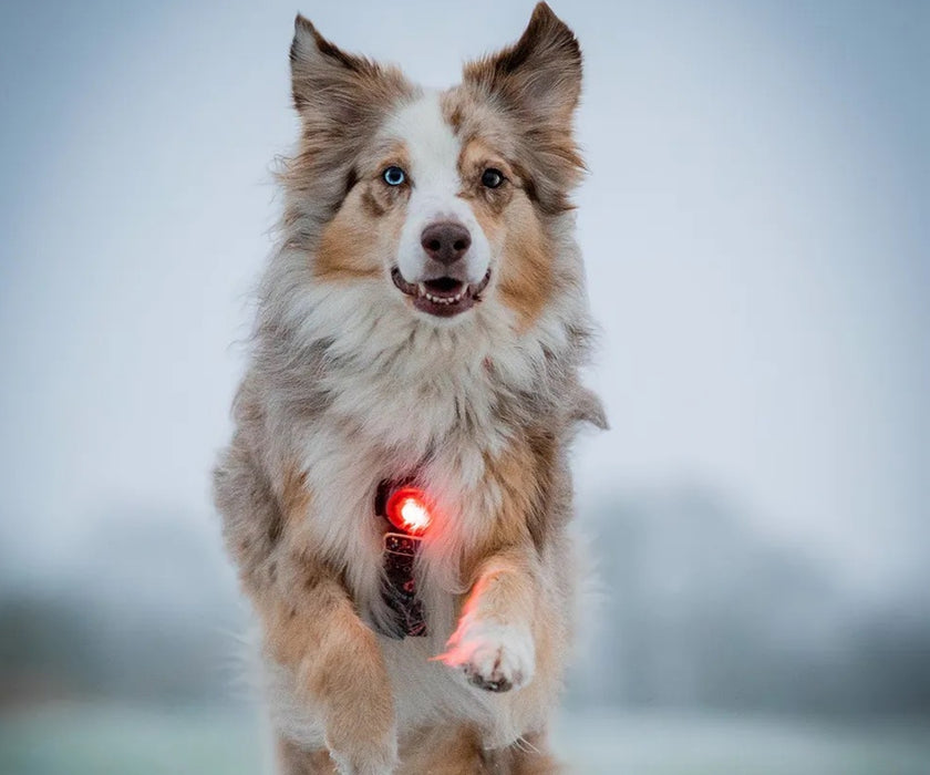 Orbiloc Dog Dual Safety Dog Light - Waterproof LED Light Visible Up to 5km for Collars, Harnesses and Leads