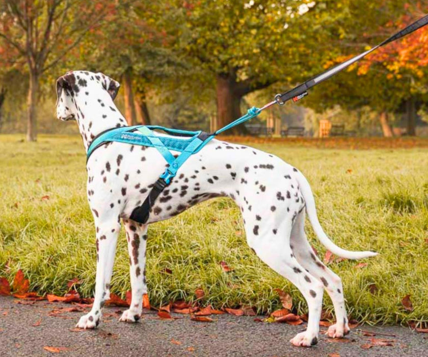 Non-Stop Dogwear Rush Dog Harness - Lightweight Support & Freedom of Movement for Your Dog