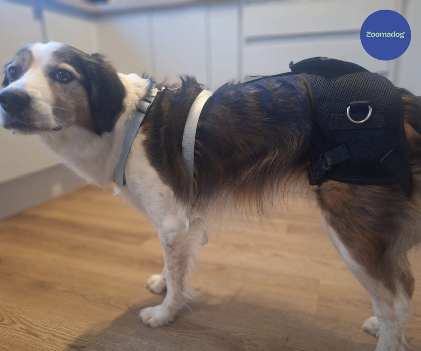 Zoomadog Happy Hips Dog Brace - Excellent for Hip Dysplasia & Hip Weakness