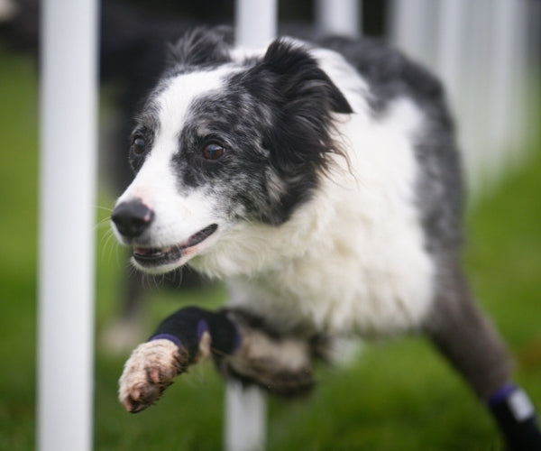 Pawtector Carpiflex Sports Wrap for Dogs - Provides Gentle Compression & Joint Stability