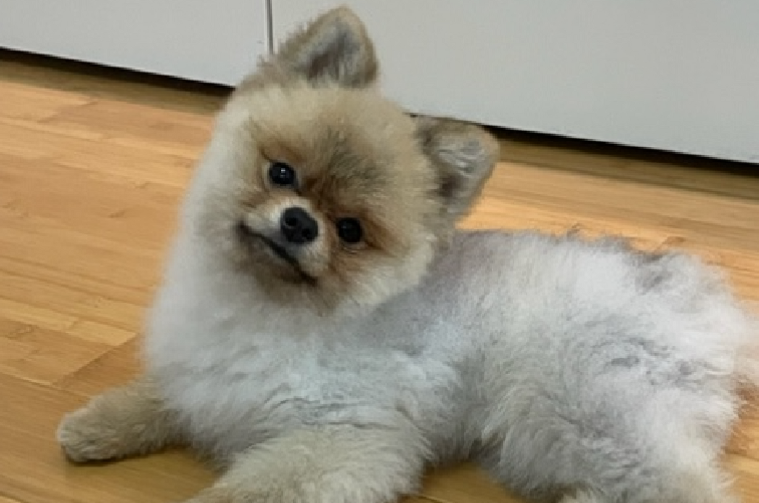 Dog Alopecia X or Black Skin Disease Causes Prevention and How