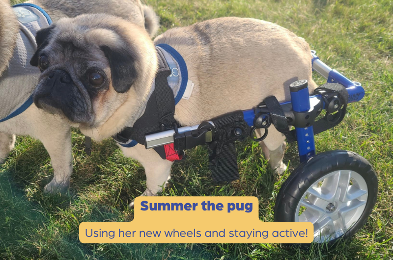 Summer, using a Pug Wheelchair