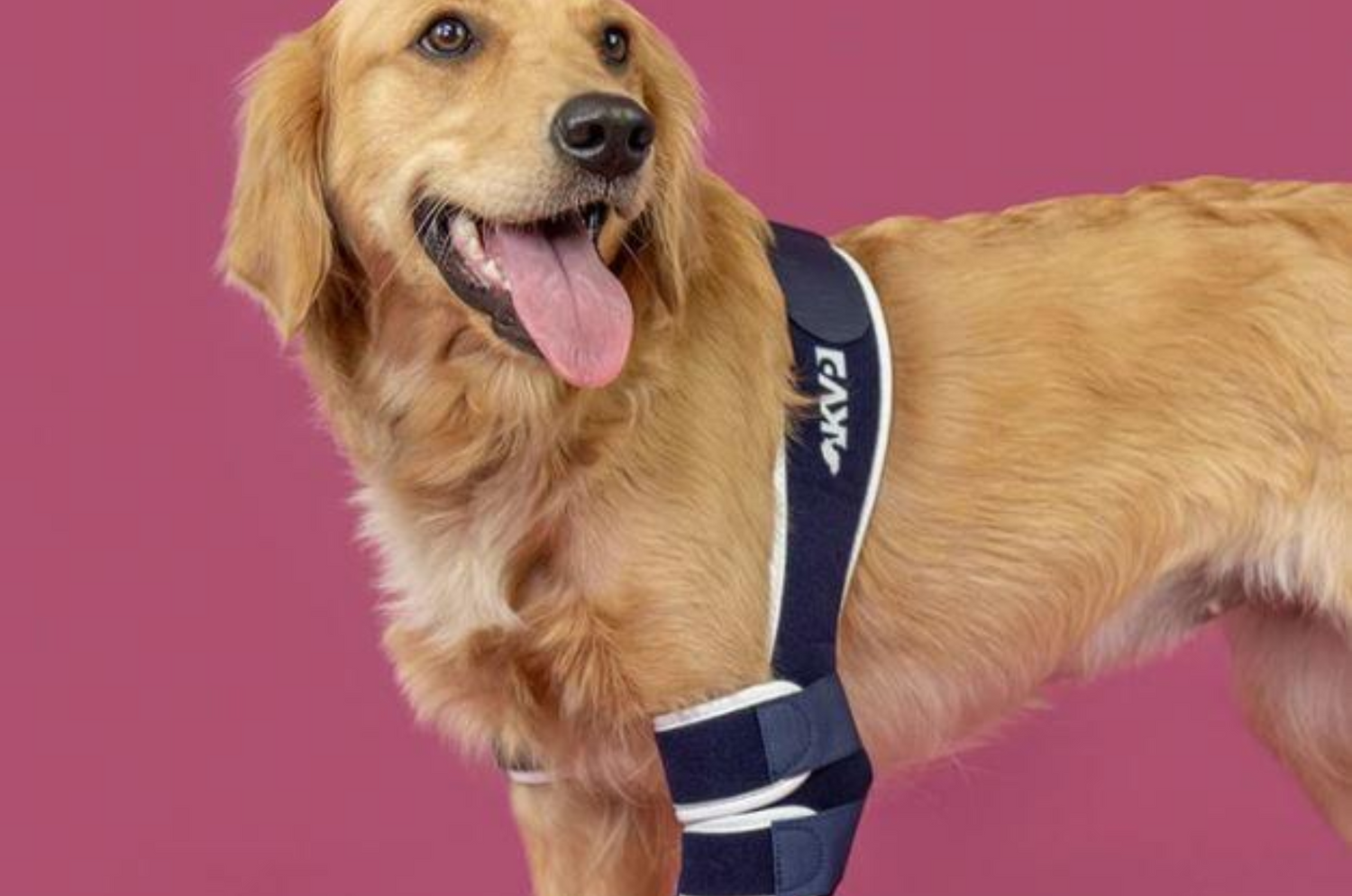 Golden Retriever Health Issues