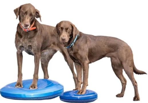 FitPaws Balance Disc 14", 18" or 22" - Blue or Razzleberry