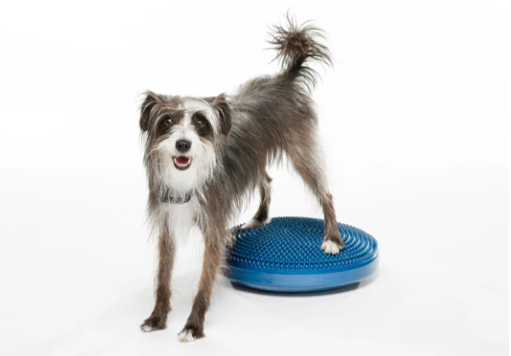 FitPaws Balance Disc 14", 18" or 22" - Blue or Razzleberry