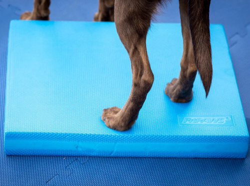 FitPaws Balance Pad 15" x 18.25" x 2" - Blue