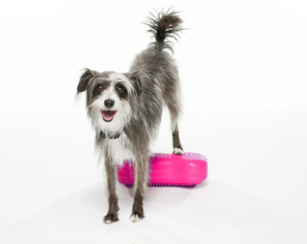 FitPaws Bone Mini (Set of 2) - Razzleberry, Blue or Mango