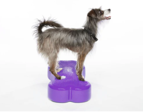 FitPaws Bone Regular - Purple, Orange, Aqua, Razzleberry, Sky Blue or Green
