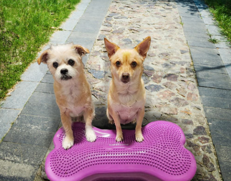 FitPaws Bone Regular - Purple, Orange, Aqua, Razzleberry, Sky Blue or Green